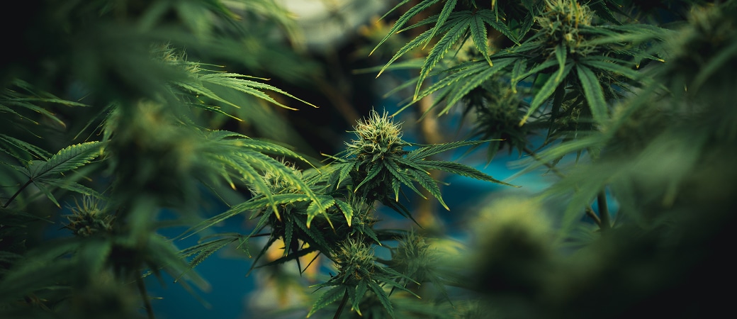 cannabis plants have a dark backdrop 2025 03 13 07 30 38 utc